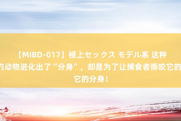 【MIBD-017】極上セックス モデル系 这种奇怪的动物进化出了“分身”，却是为了让捕食者撕咬它的分身！